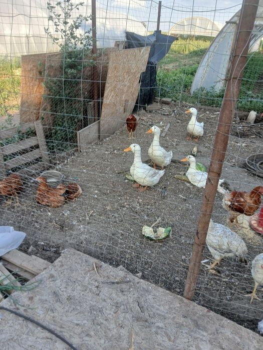 6 rațe de 5 luni
