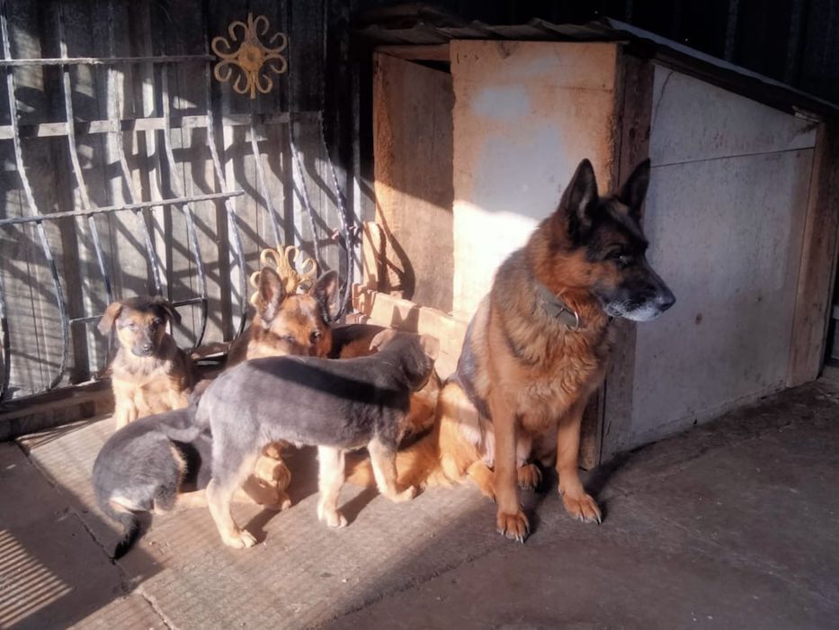 Продам щенки немецкой овчарки