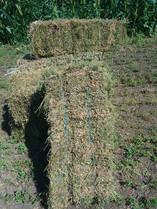 Baloți de lucernă Și porumb