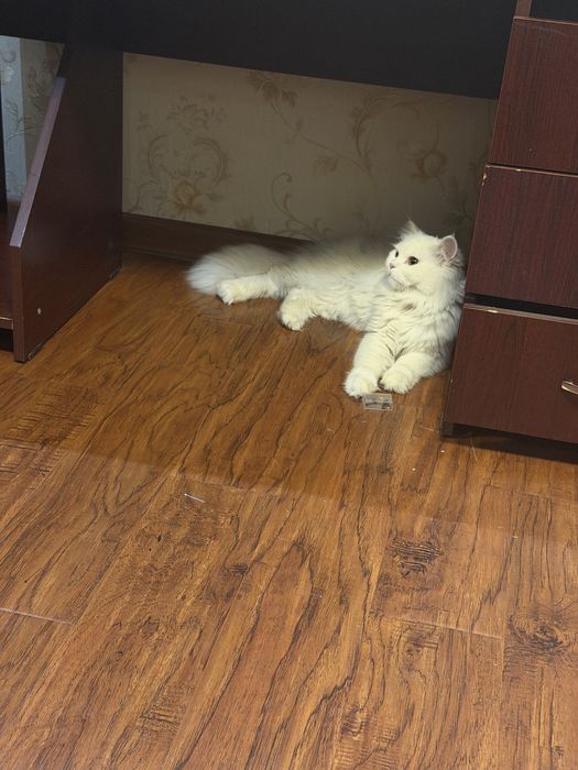 Mushu chrpyli zotdor