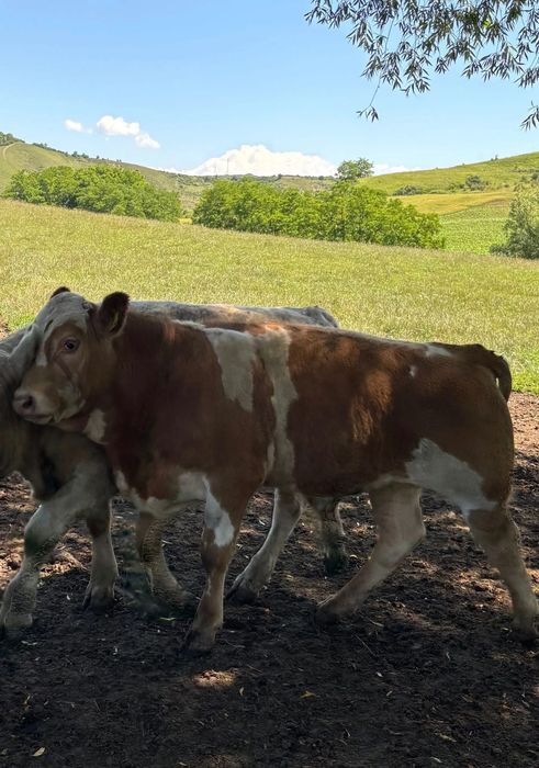 Carne de tăurași