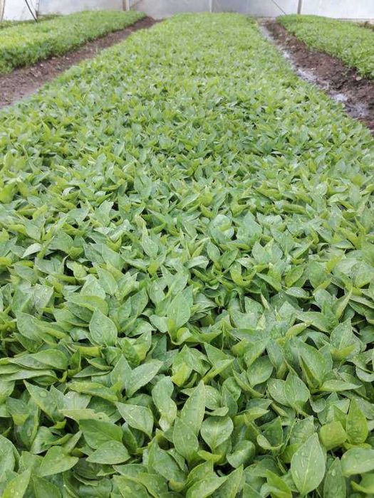 Продавам разсад за Пипер,Домати,Краставици и др.