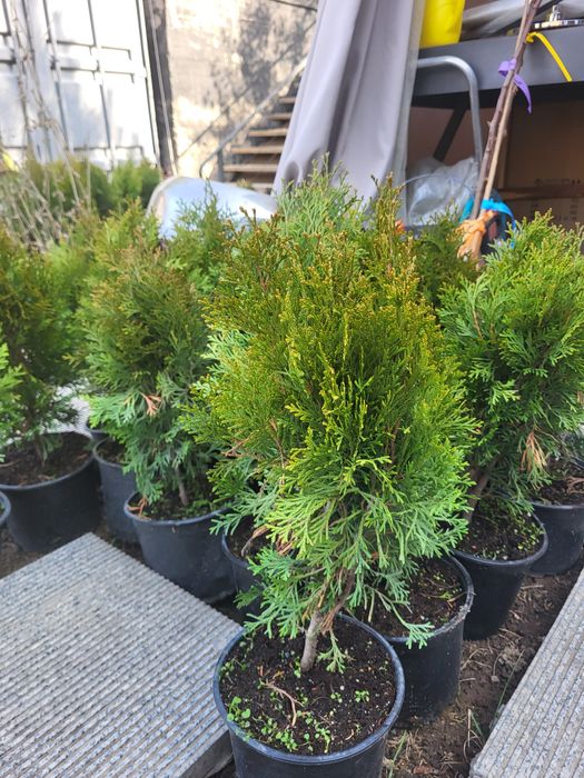 Продам  туи смарагд  в горшках