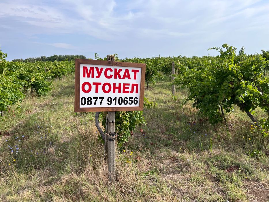 Продавам грозде Мускат Отонел