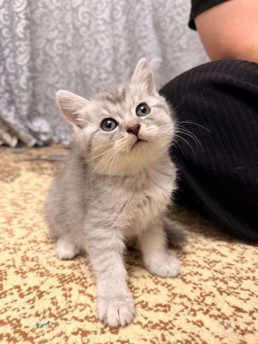 Scottisb straight& british chinchilla