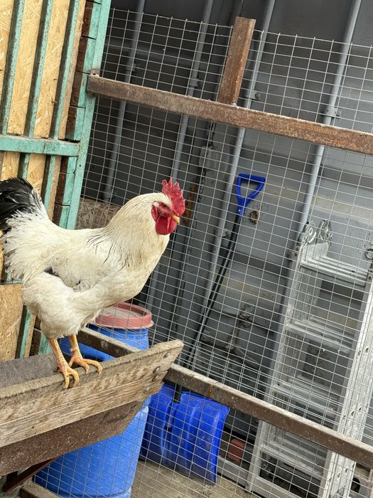 Продам петухов домашних