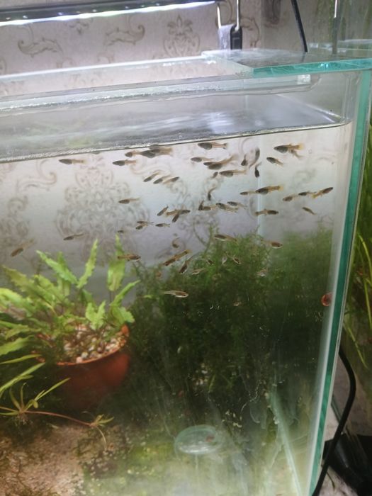 Продам мальков, подростков гуппи