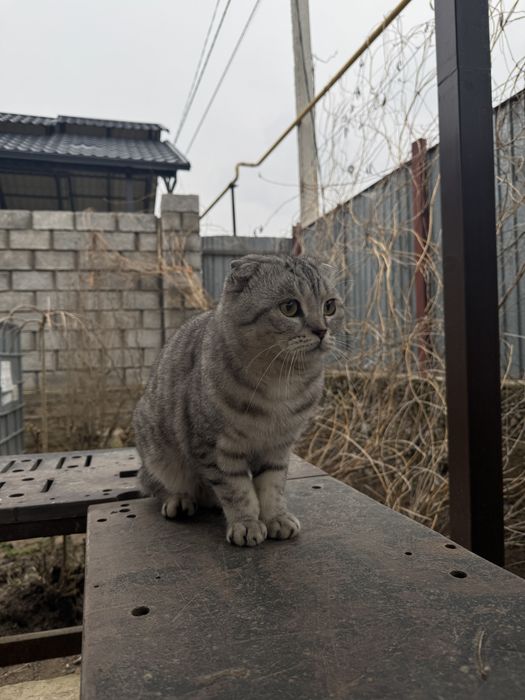 Томми ищет себе невесту