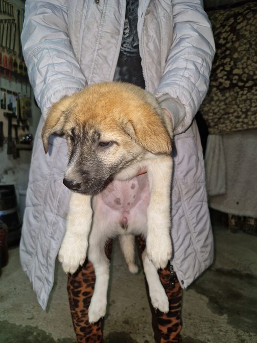 В добрые руки щенята