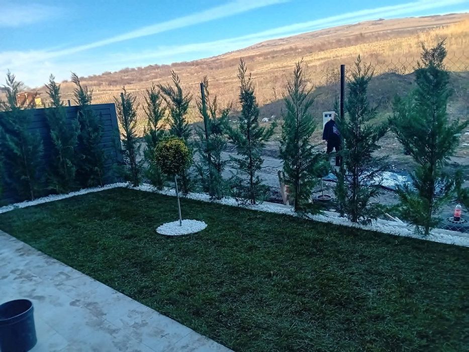 Tuia leylandii gard viu