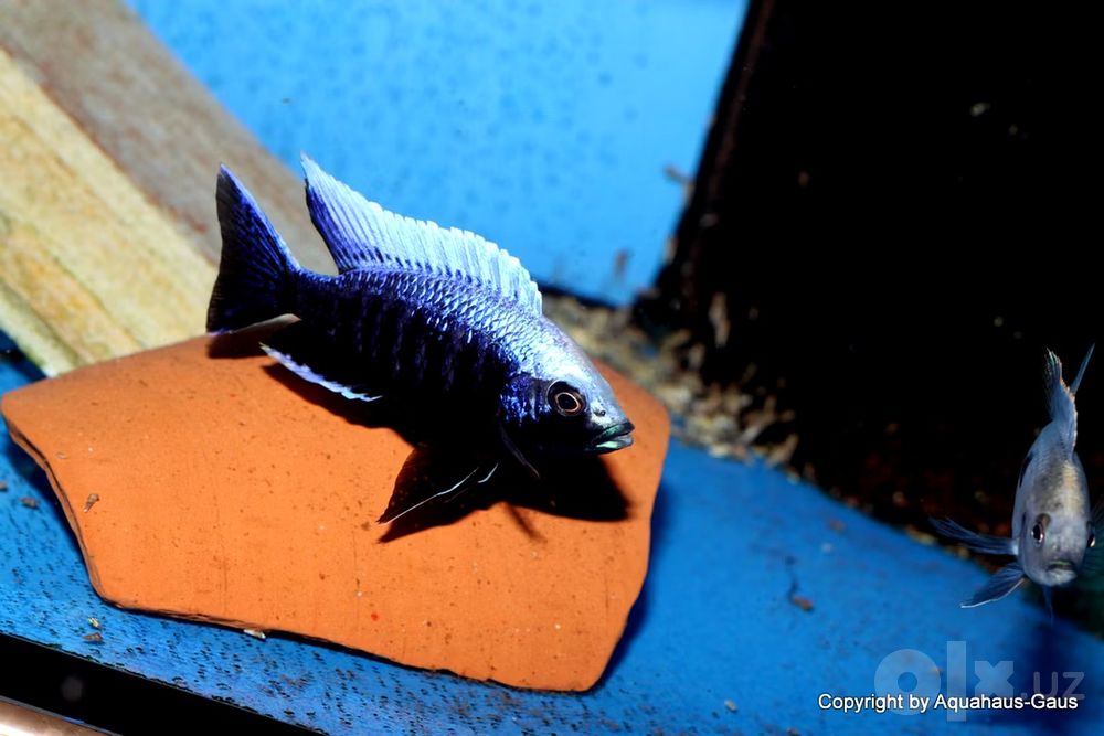 Capadachhromis mloto