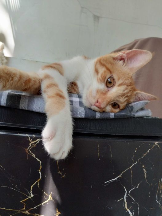 Подарявам женско коте