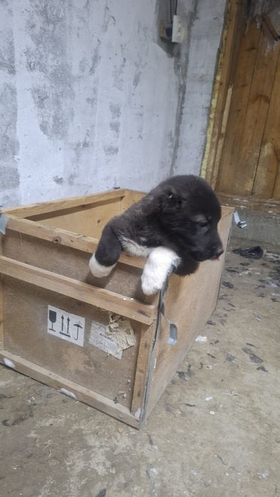 Продается щенок с линии