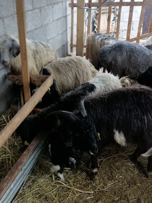 Лакты ешкилер...