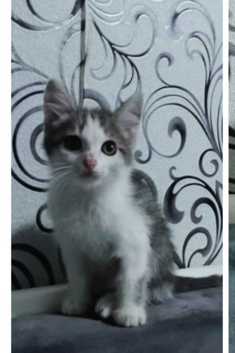 Отдам в добрые руки котят