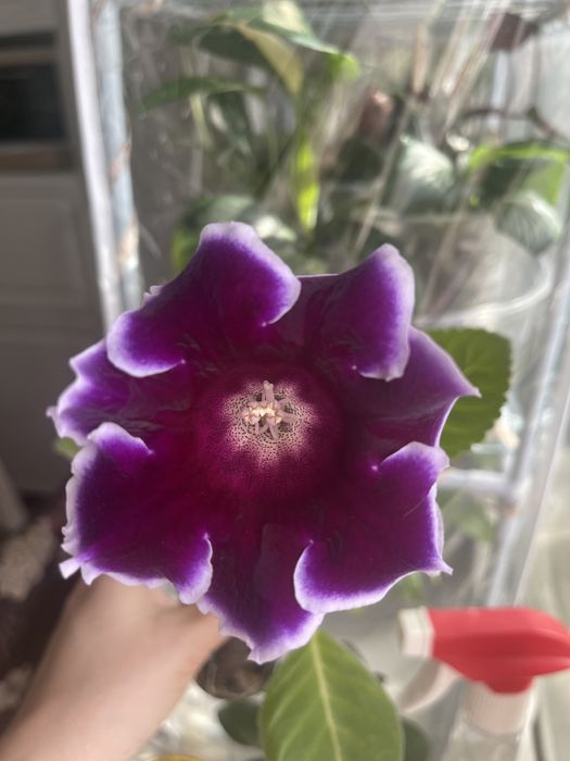 Глоксиния цветущая