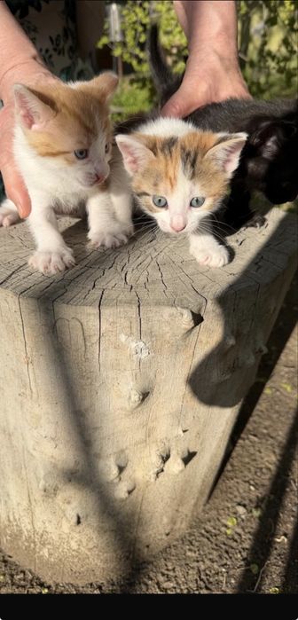 Отдам котят в доьрые руки