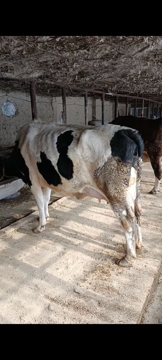 Корова Сиыр КРС Корова