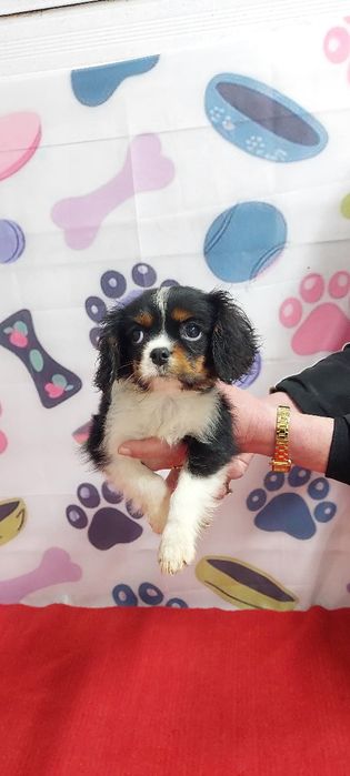 Кавалер кинг чарлз шпаньол.