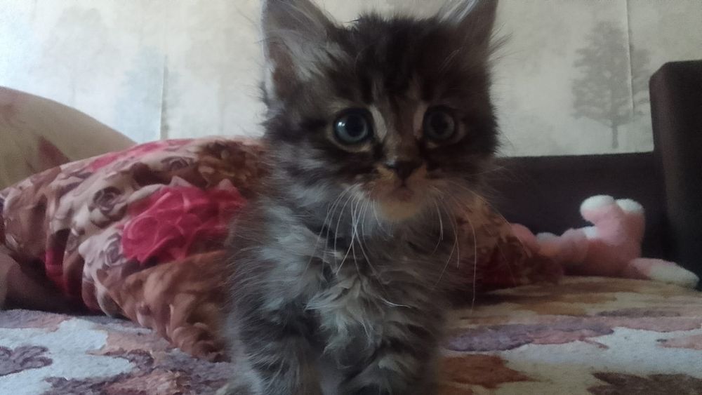 отдам котят в добрые руки