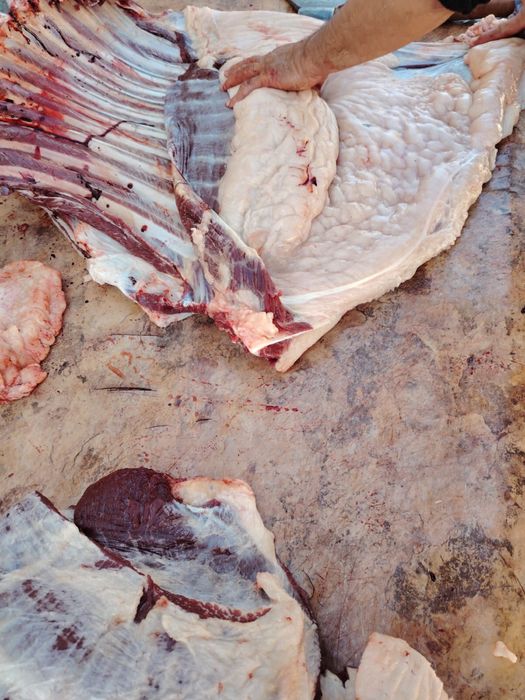 Семиз тай кунандар