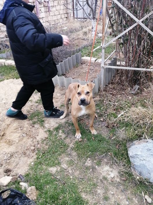 Стафорд девочка в добрые руки