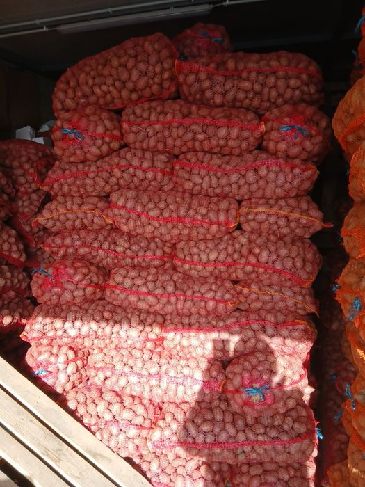 Cartofi de samanta 07/4(060)45)98