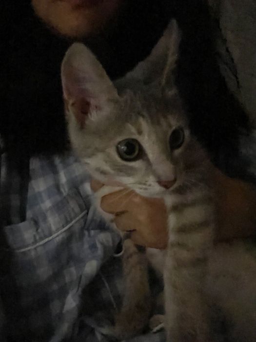 Котенок, 2 месяца, девочка