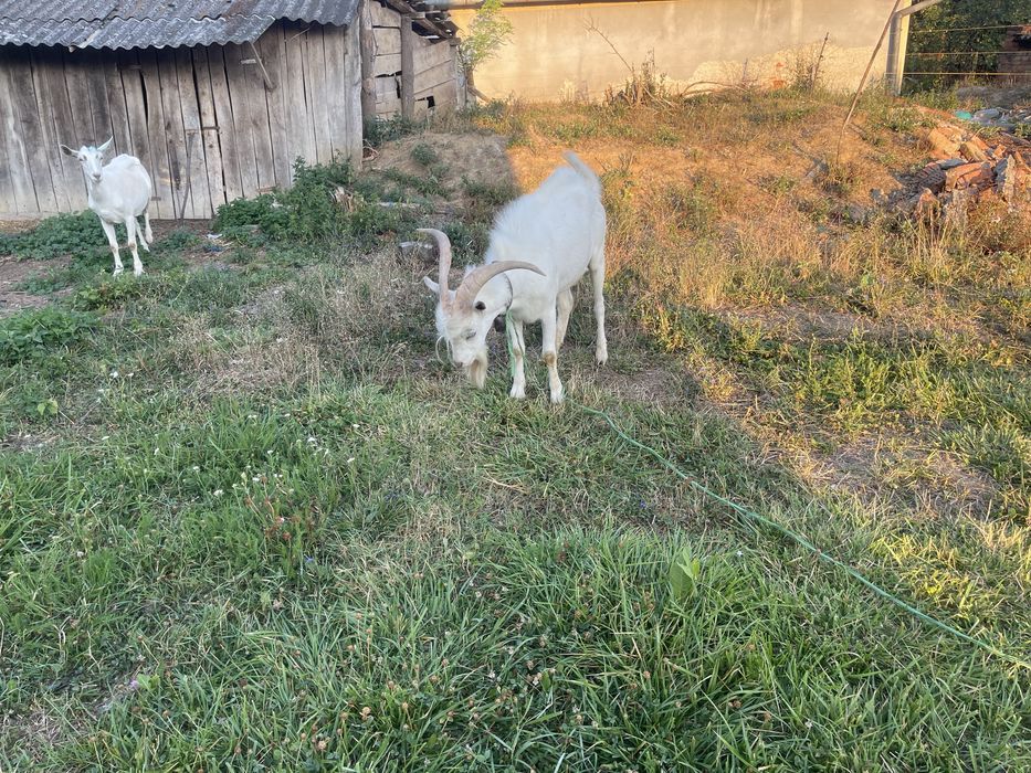 Vând țap sau schimb, tot saanen doar ca as vrea fara coarne.