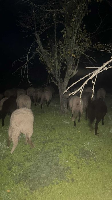 Oi tinere de vanzare