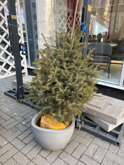 Продам живые ёлки