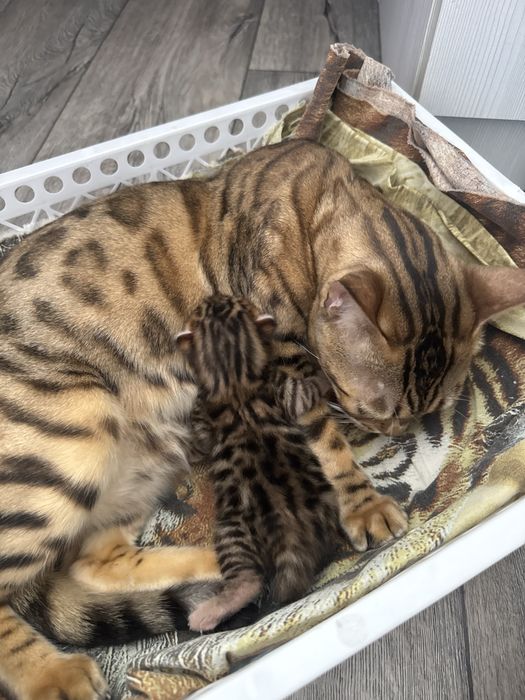 Продам котенка породы бенгал
