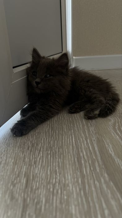 Отдам котенка в добрые руки
