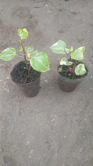 Продам цветы комнатные