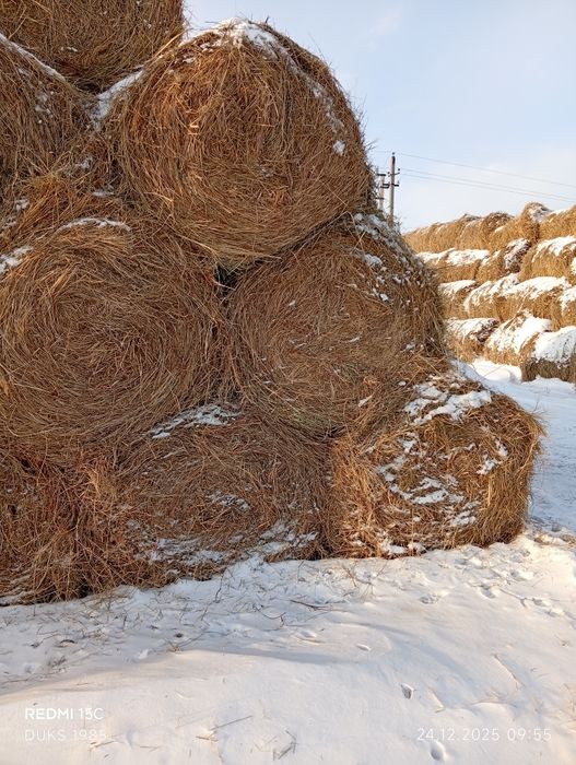 Продам сена в рулоны 250-350 кг