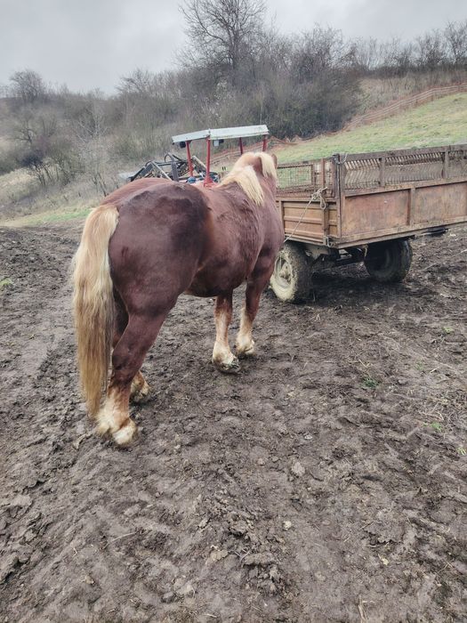 Mânz de 2,5 ani de vânzare