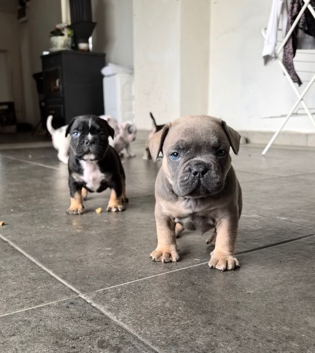 French Bully Кучета