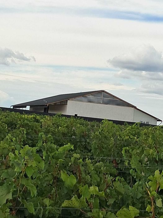 Vand Vie - Panciu VN - soiuri de vin si masa