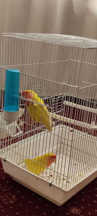 попугай неразлучка