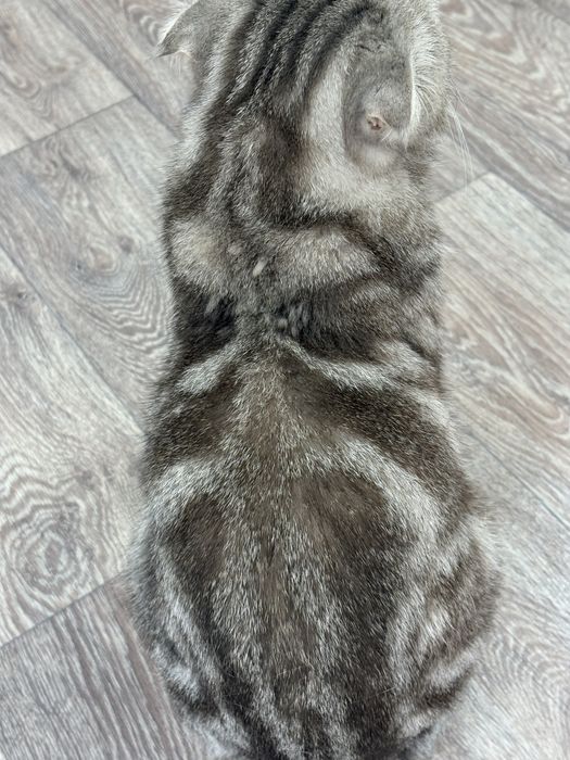 Продам вислоухую кошечку