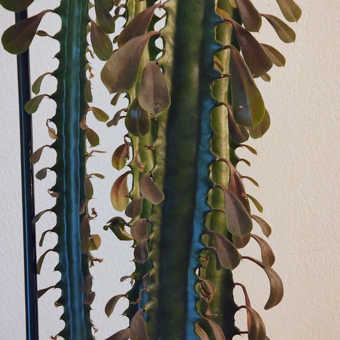 Vand cactus euphorbia trigona 2m