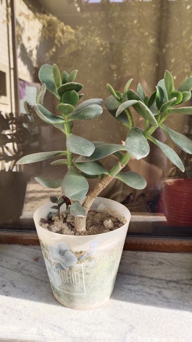 Продается денежное дерево. Цена от 35 000 сум до 170 000 сум