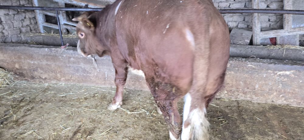 Бұқа сатылады бык