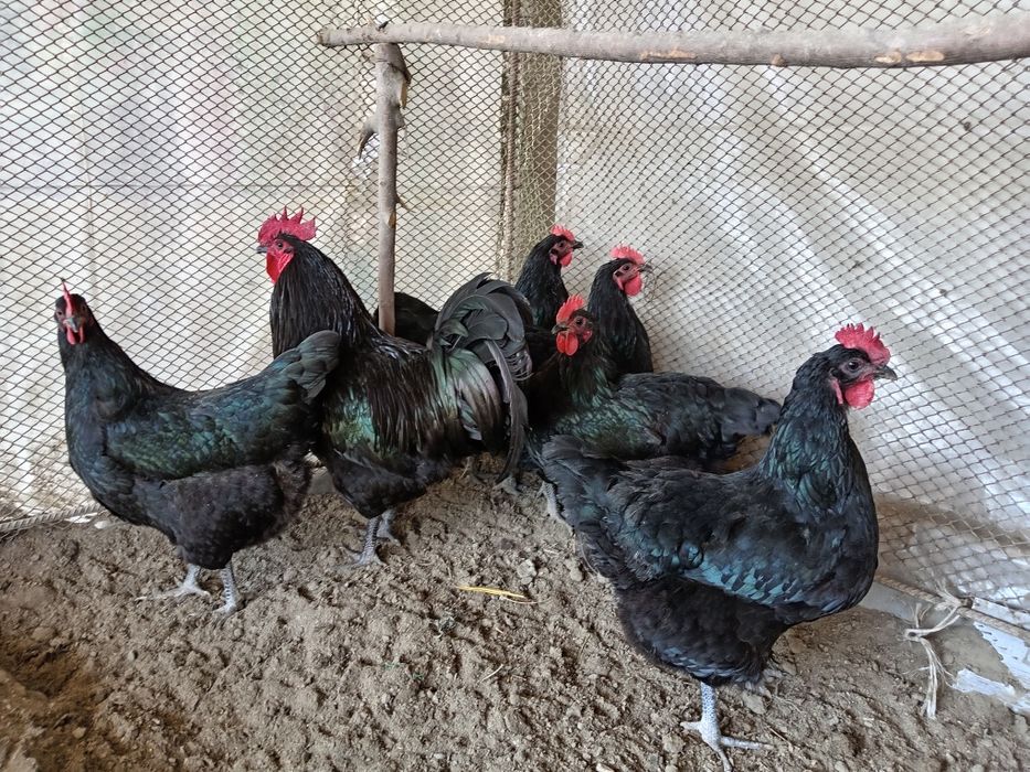 Австролоп тухумлари