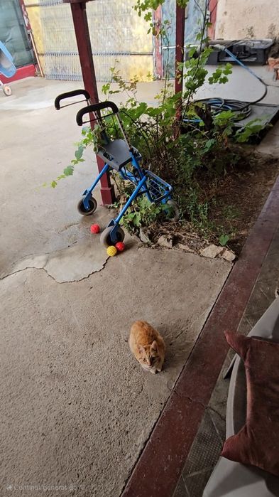 Adopție îngeraș drăgălaș