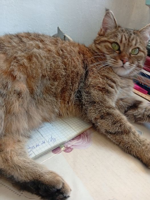 Ищет хороших хозяев