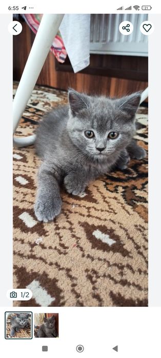 Продам скоттиш страйтов