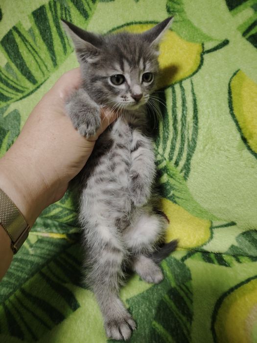 Отдам котят в хорошие руки