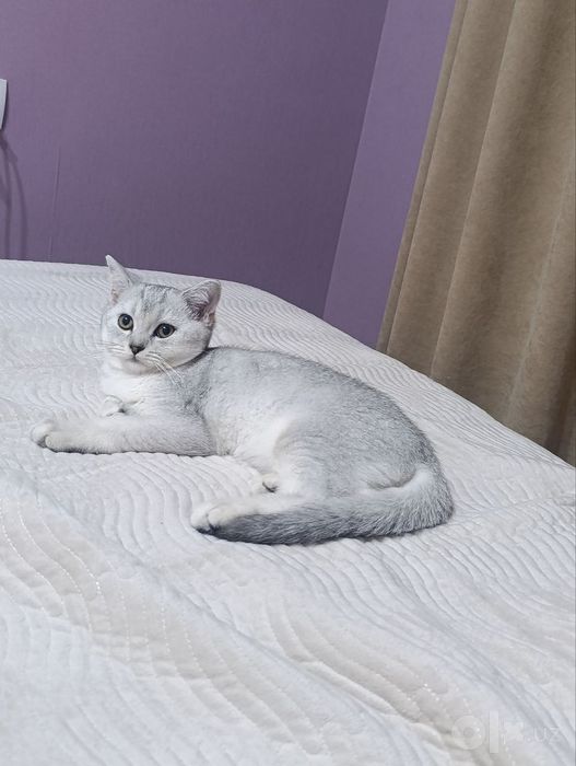 Шотландский страйт