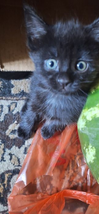 Котята добрые веселые и игривые